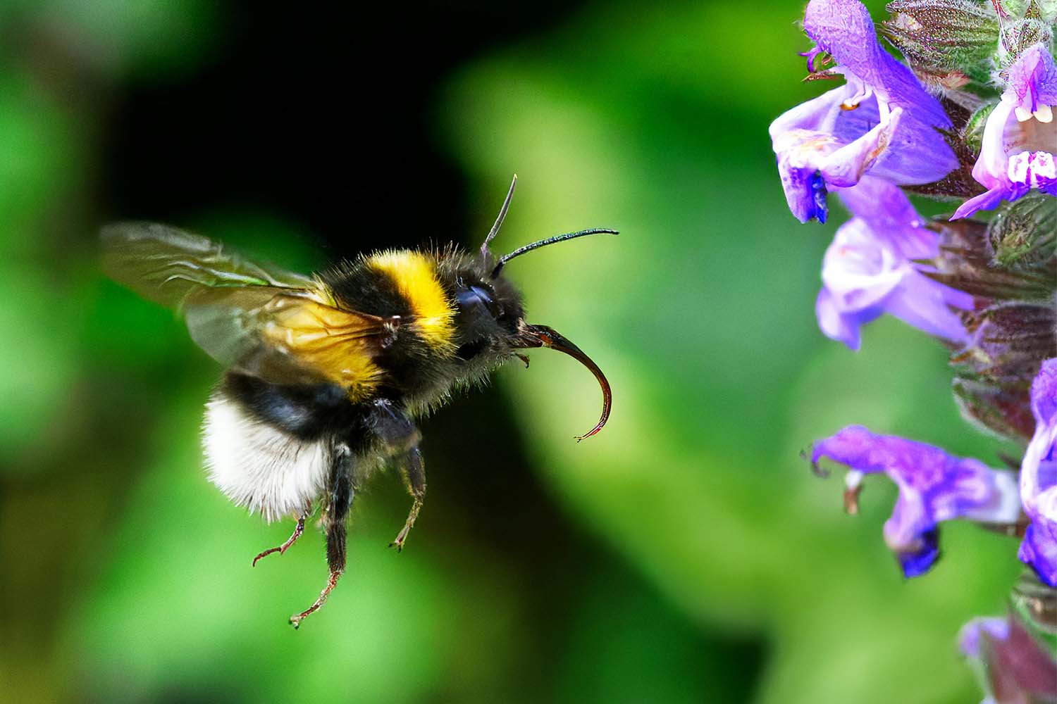 De hommel